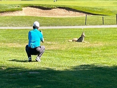 Player and coyote at CPABC 2024 Golf Tournament